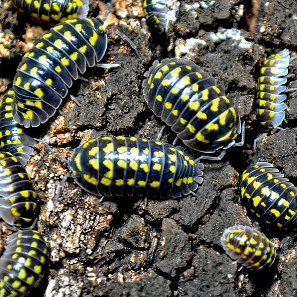 High Yellow Spotted Isopod (Armadillidium gestroi)