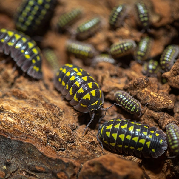 High Yellow Spotted Isopod (Armadillidium gestroi)