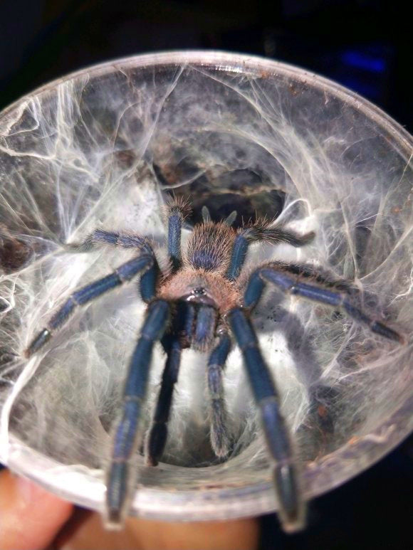 Chinese Giant Fawn Tarantula (Chilobrachys liboensis)