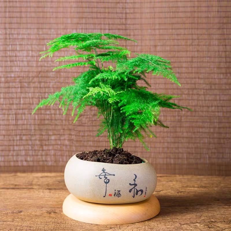 succulent asparagus Asparagus Fern Plumosus ( Asparagus setaceus )