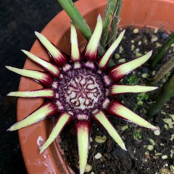 cast iron house plant Cast Iron Plant(Aspidistra chunxiuensis) – My Home Nature