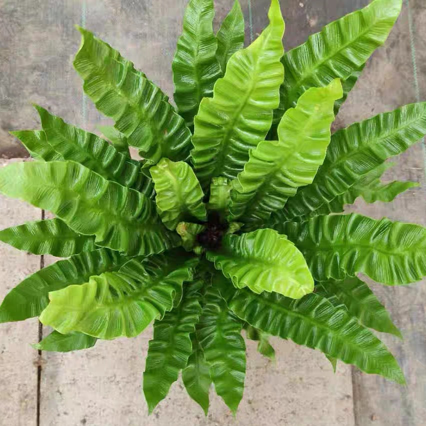 crispy air wave plant Asplenium nidus 'Crispy Wave'