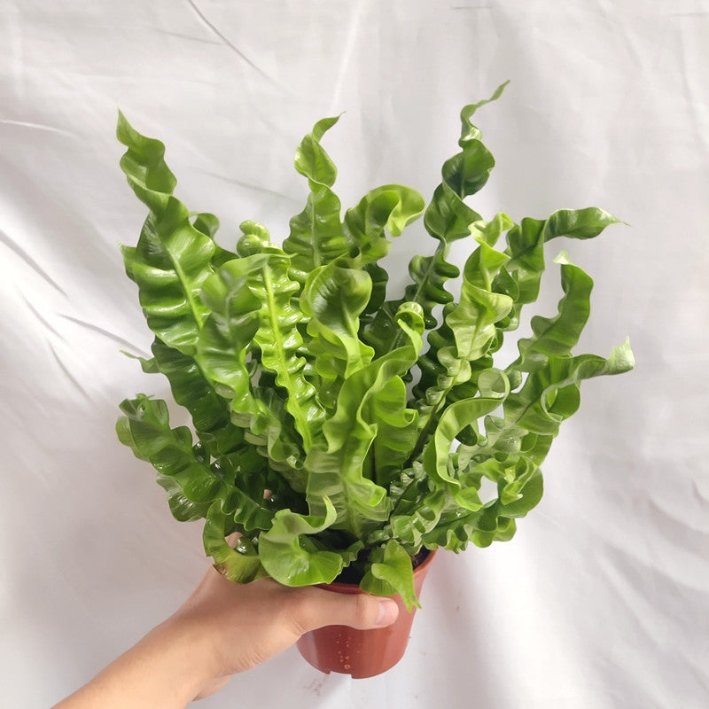 Asplenium nidus 'Crispy Wave'