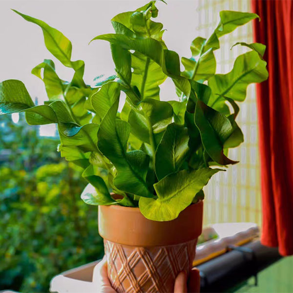Asplenium nidus 'Crispy Wave'