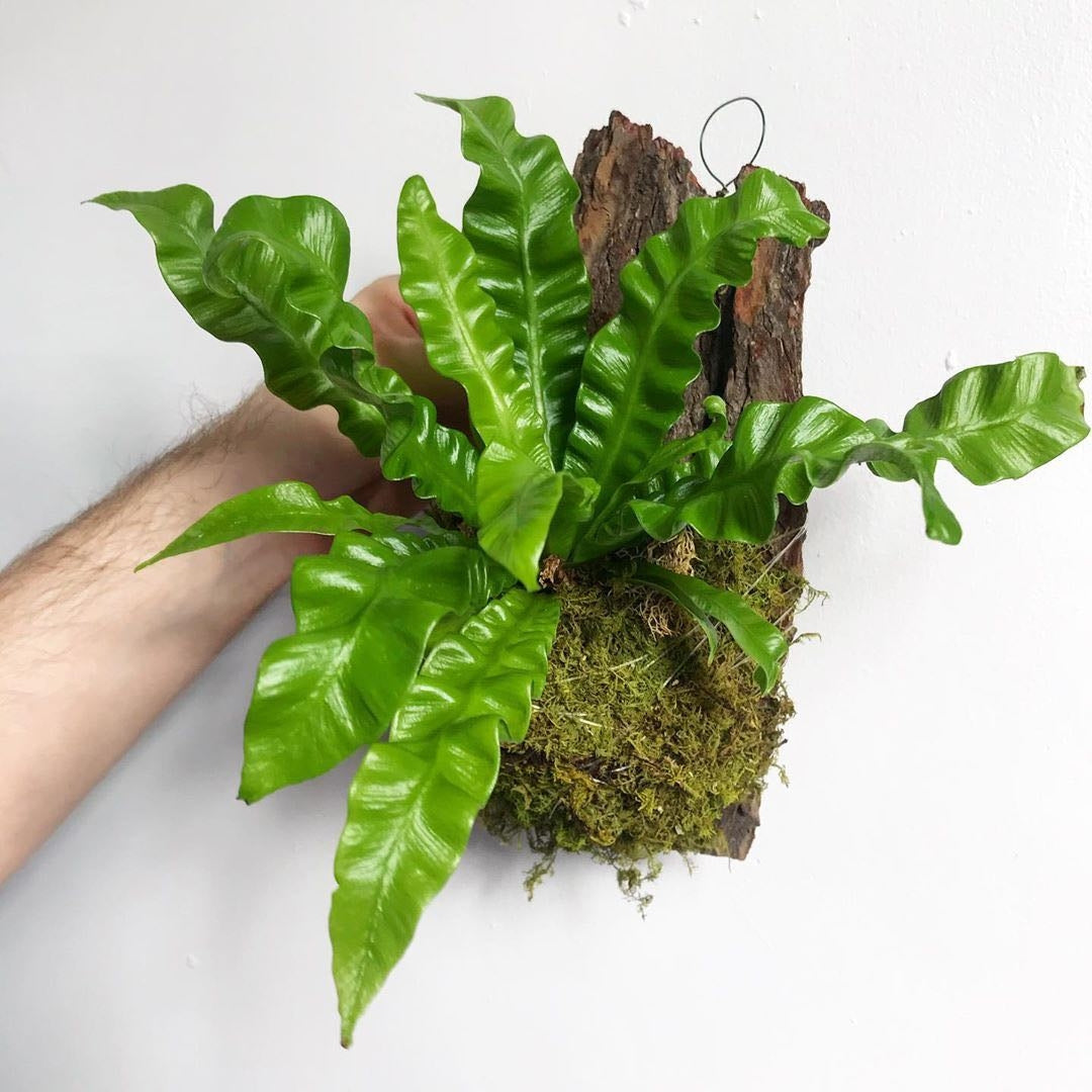 Asplenium nidus 'Crispy Wave'