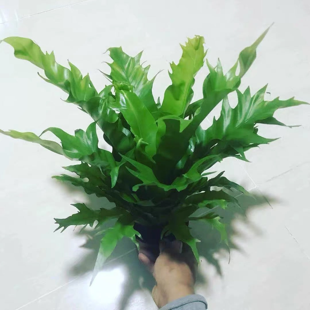 bird nest fern for sale Bird nest fern ( Asplenium nidus 'Dakila')
