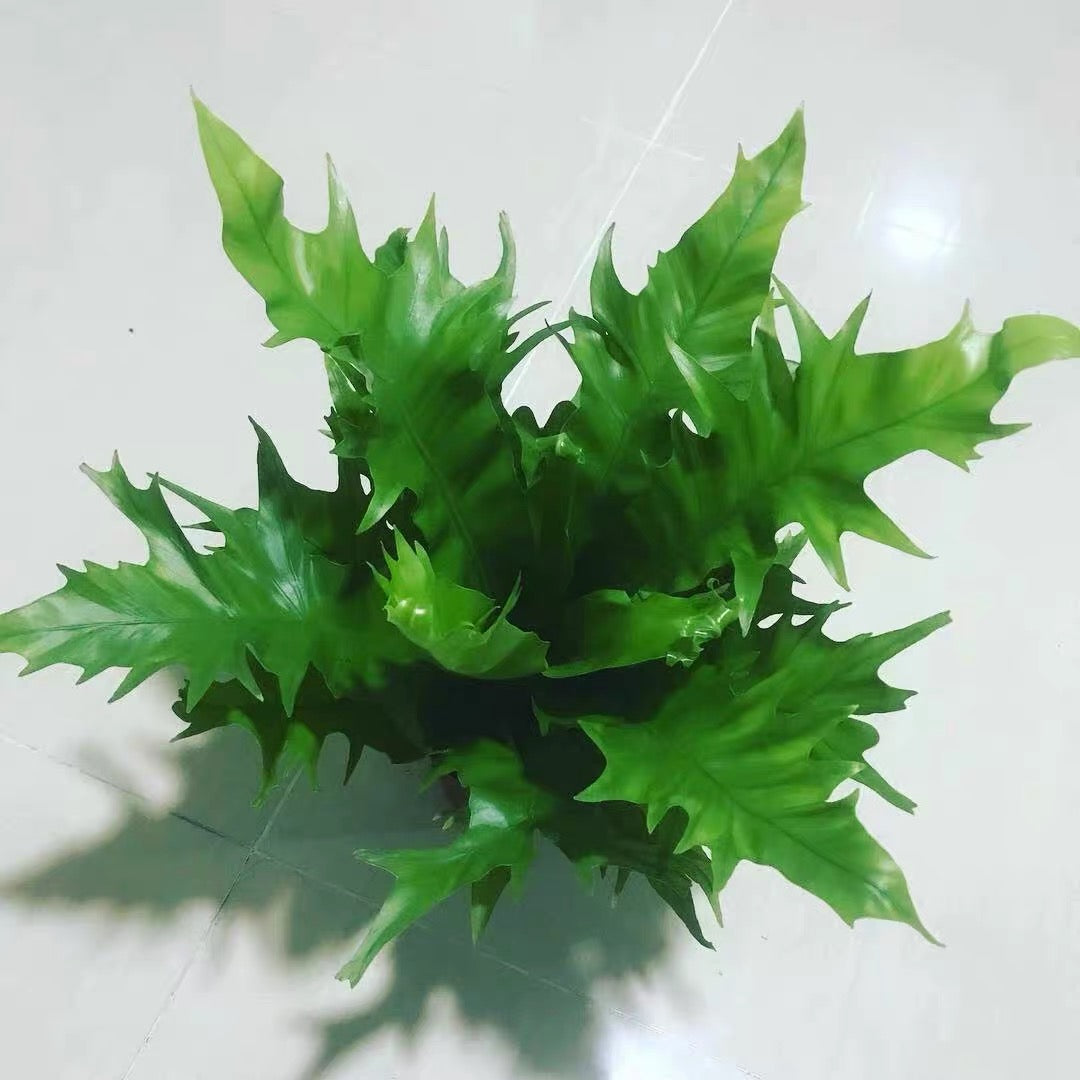 Bird nest fern ( Asplenium nidus 'Dakila')