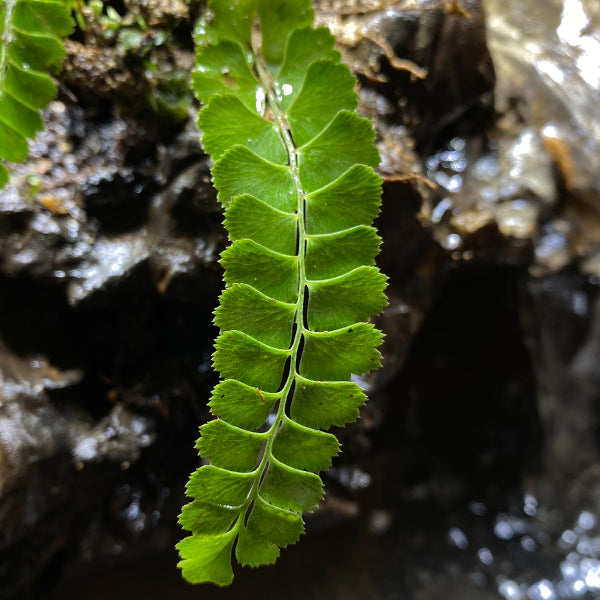 Asplenium polyodon