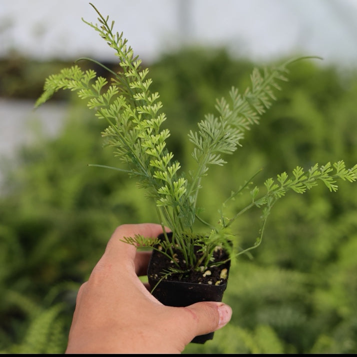 Asplenium prolongatum