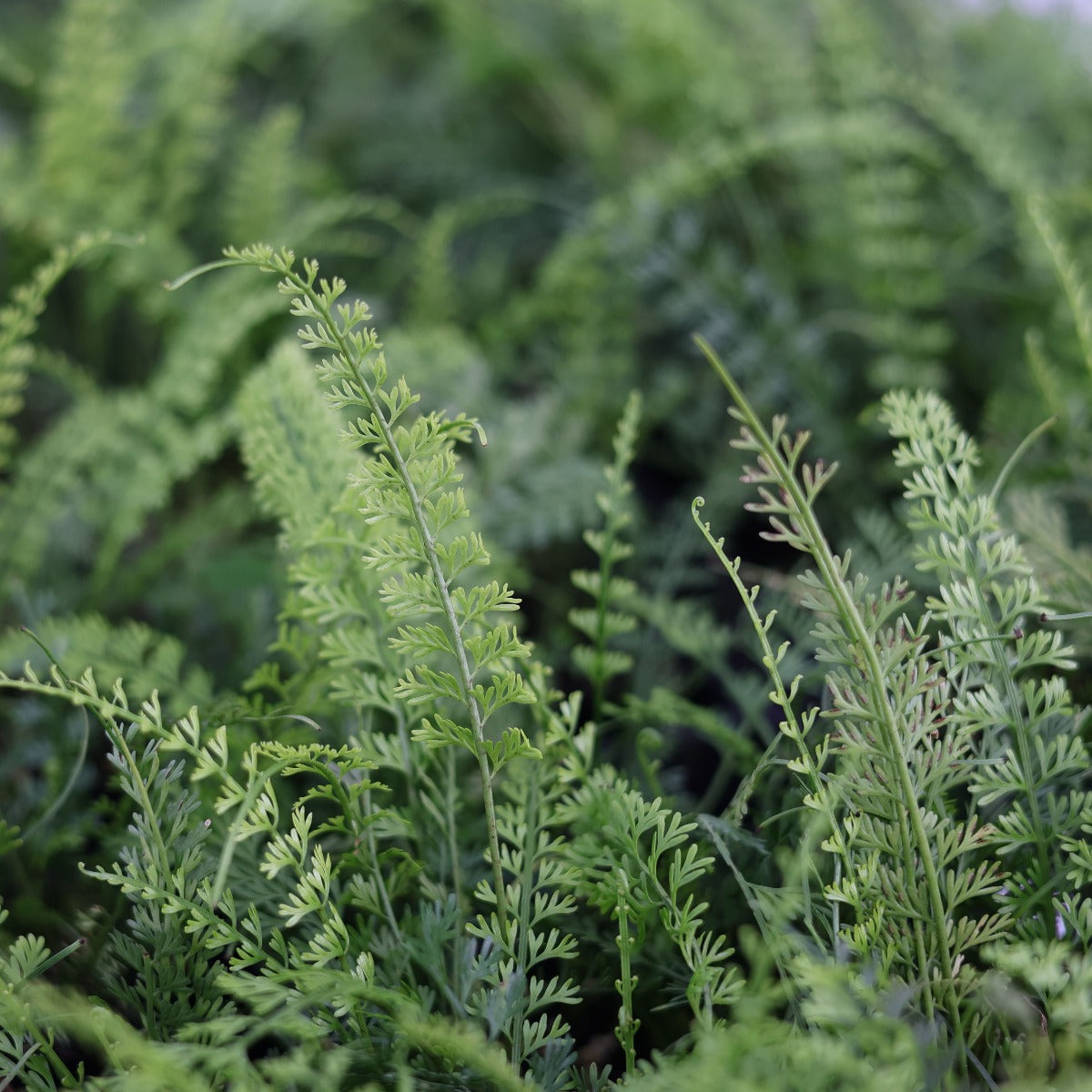 Asplenium prolongatum
