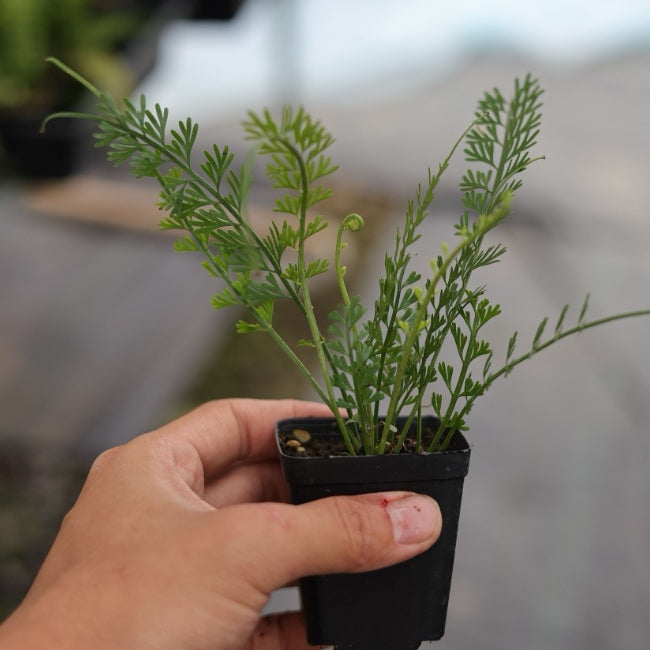 Asplenium prolongatum