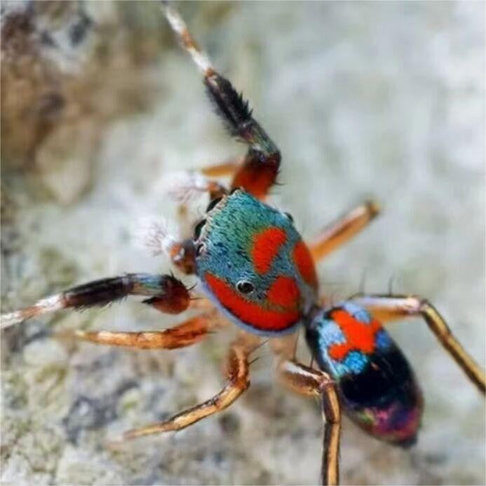 Chinese Jumping Spider (Siler cupreus)