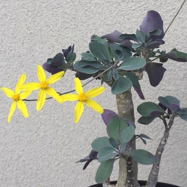 Baboon's Cabbage Bush (Othonna triplinervia)