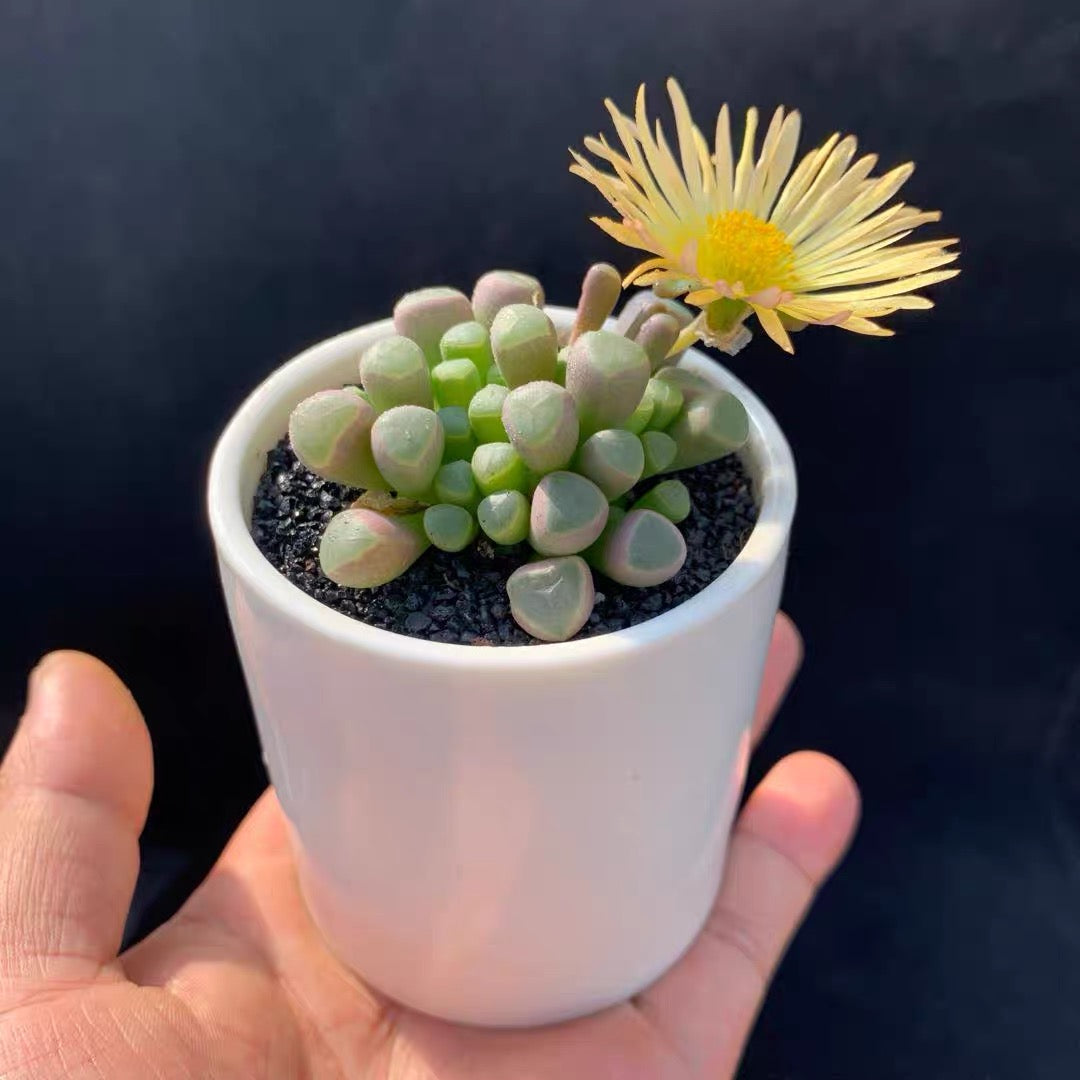 Baby toes (Fenestraria aurantiaca)