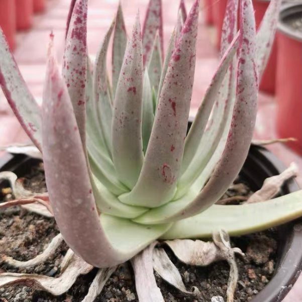Baja liveforever(Dudleya ingens)