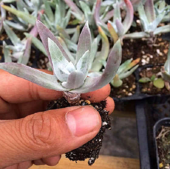 Baja liveforever(Dudleya ingens)