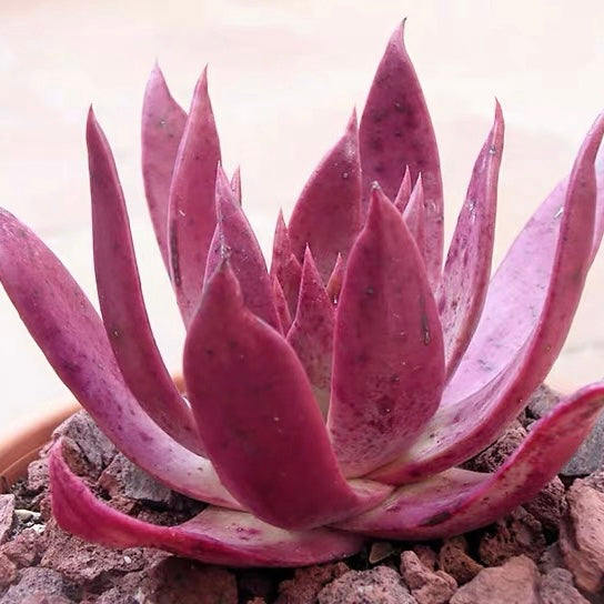 Baja liveforever(Dudleya ingens)