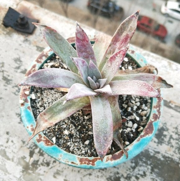 Baja liveforever(Dudleya ingens)