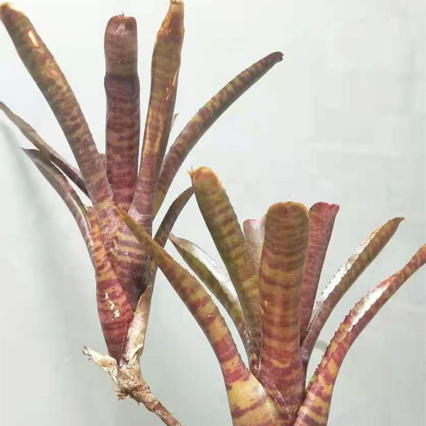 Bam (Bromeliad Neoregelia)