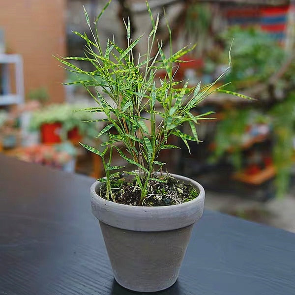 Tiger Stripe Bamboo ( Acorus sp.)