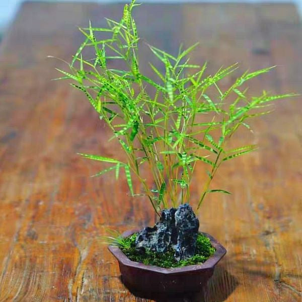 Tiger Stripe Bamboo ( Acorus sp.)