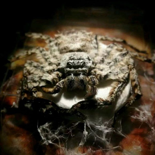 Ghost Hunter Spider (Barylestis saaristoi)