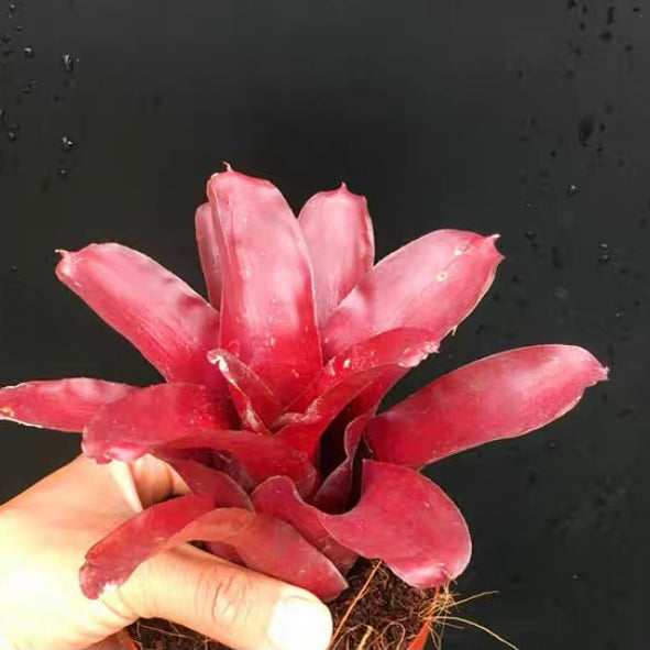 Bavid Red (Bromeliad Neoregelia)