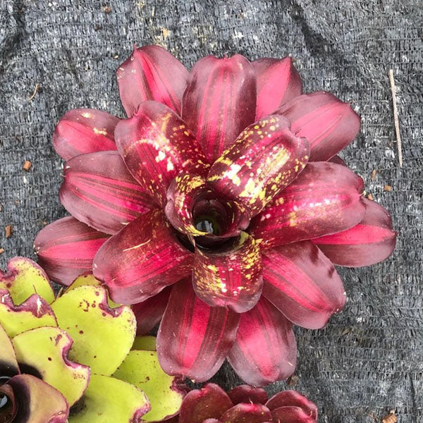 Bavid Red (Bromeliad Neoregelia)