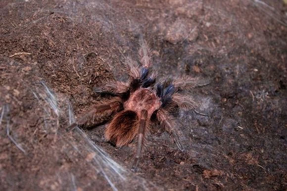 Palp Friction Tarantula (Bonnetina chamela)