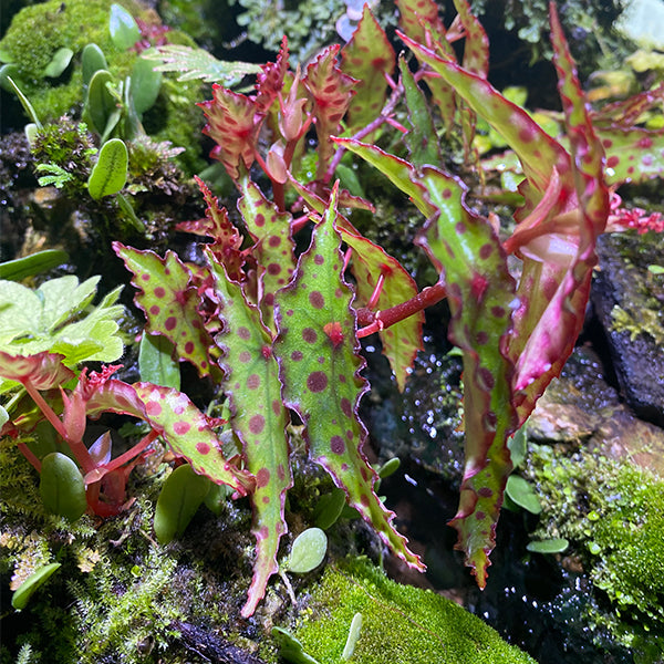 Pink Spotted Begonia ( Begonia amphioxus )