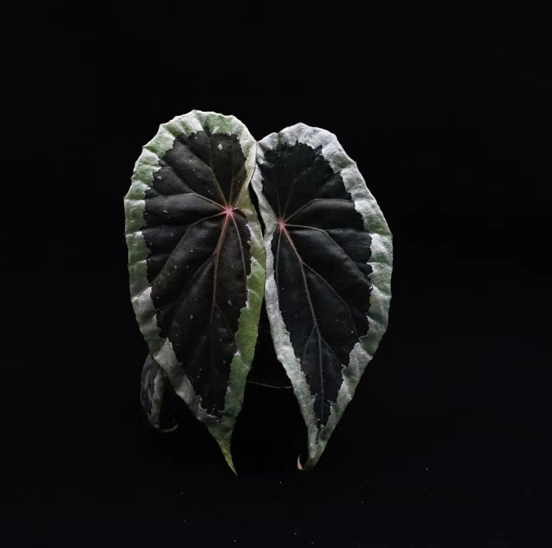 Begonia Baramensis