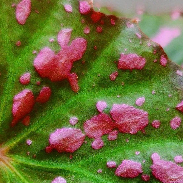 Begonia Bengohensis