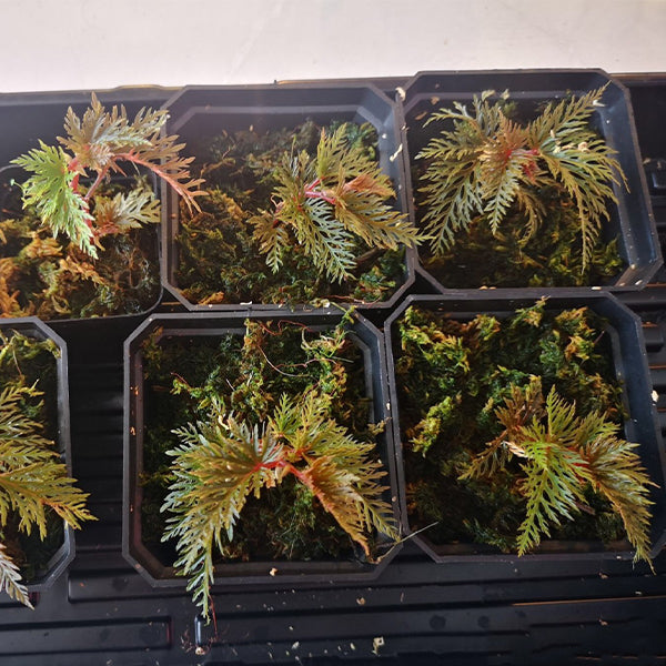 Begonia Bipinnatifida