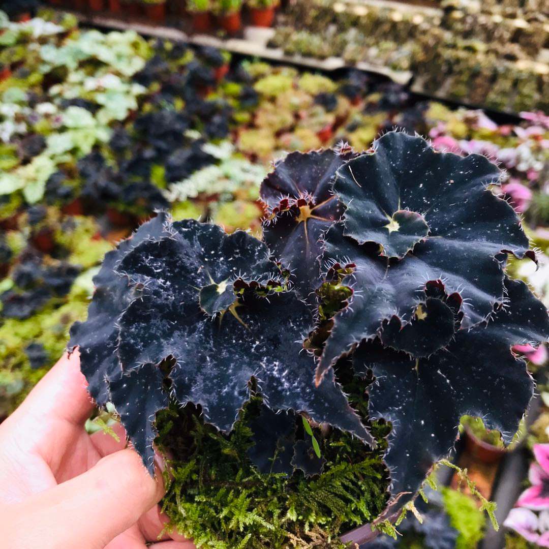 Black Mamba Begonia (Begonia 'Black Mamba' )