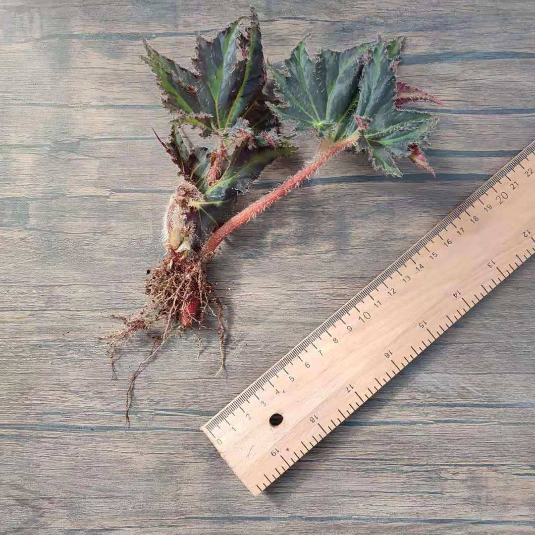 Begonia 'Break Dance'