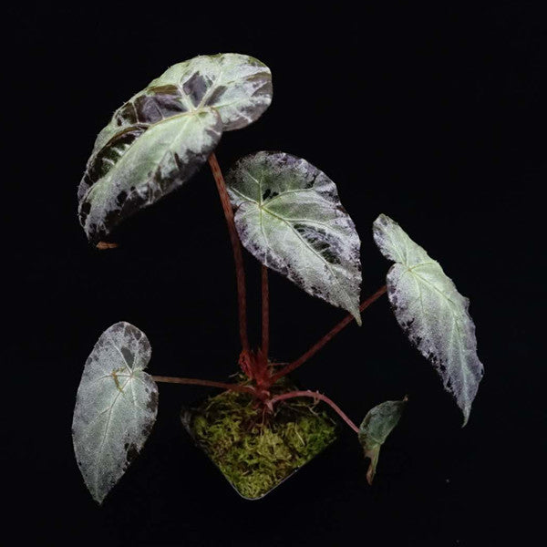 Begonia Burkillii