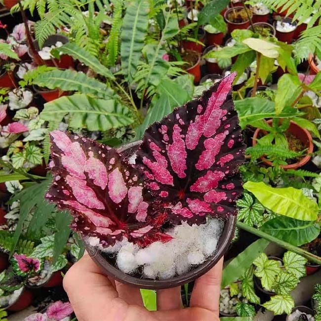 Begonia ‘Butterfly pattern’ (Begonia sp.)