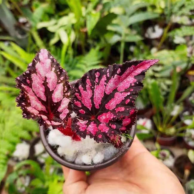 Begonia ‘Butterfly pattern’ (Begonia sp.)