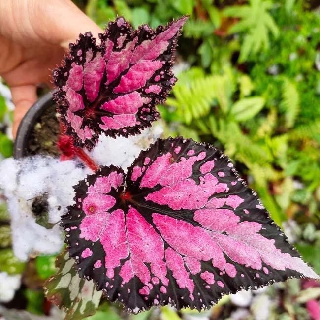 Begonia ‘Butterfly pattern’ (Begonia sp.)