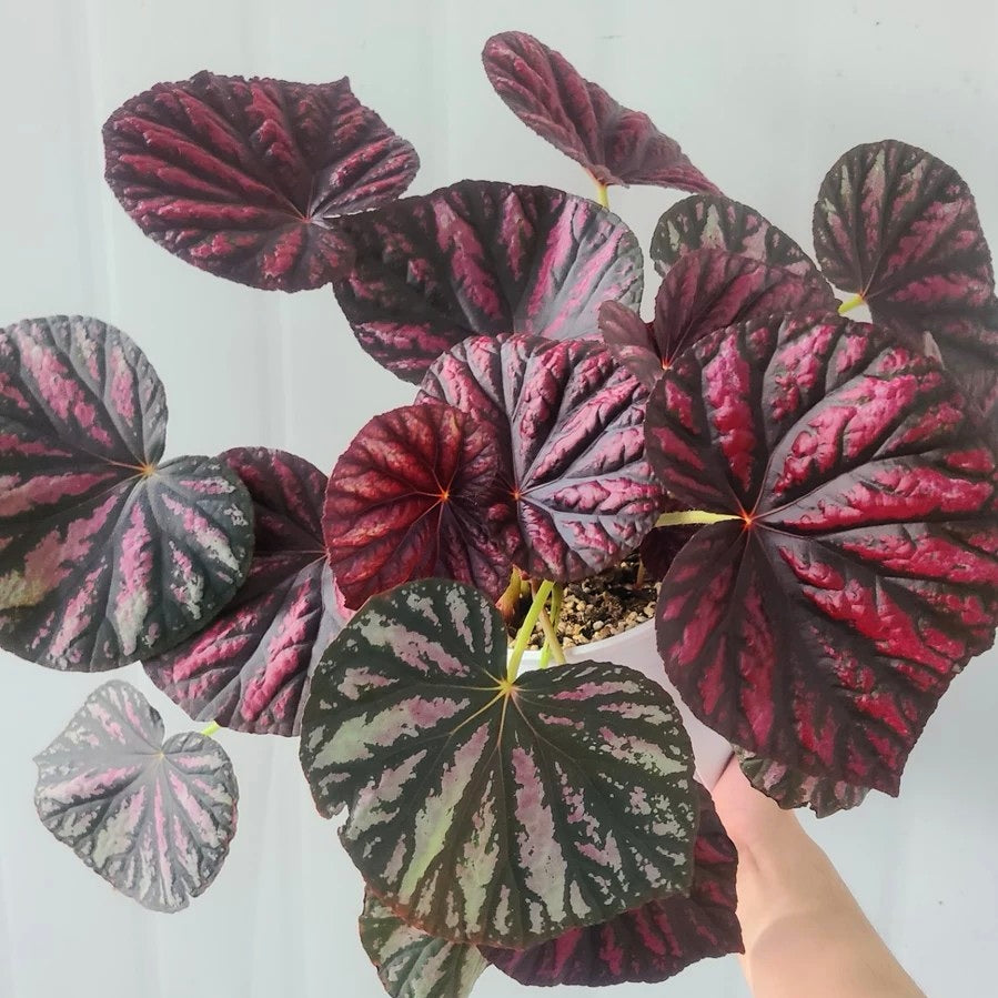 Begonia ‘ Candy Stripes ’