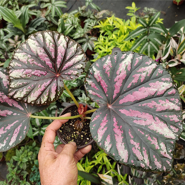 Begonia ‘ Candy Stripes ’