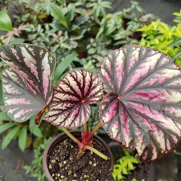 Begonia ‘ Candy Stripes ’