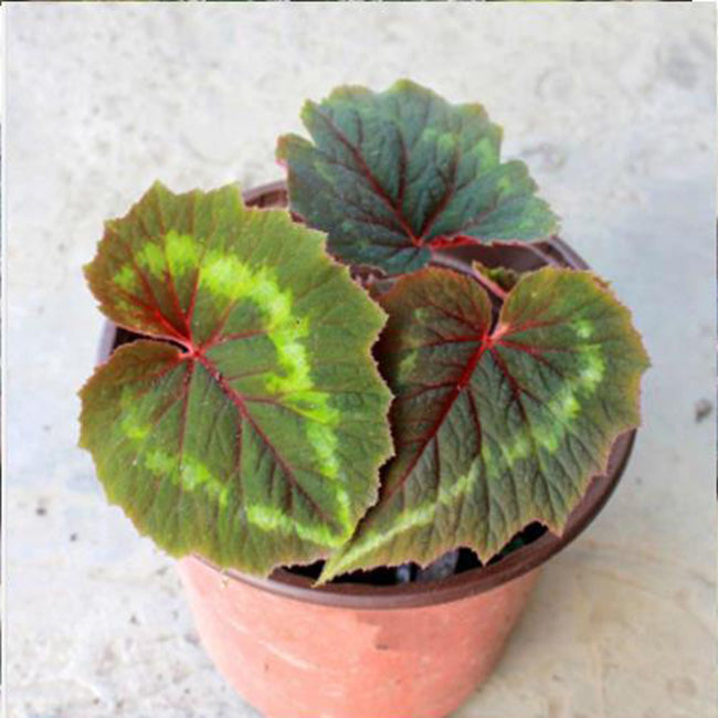 Begonia Cathayana