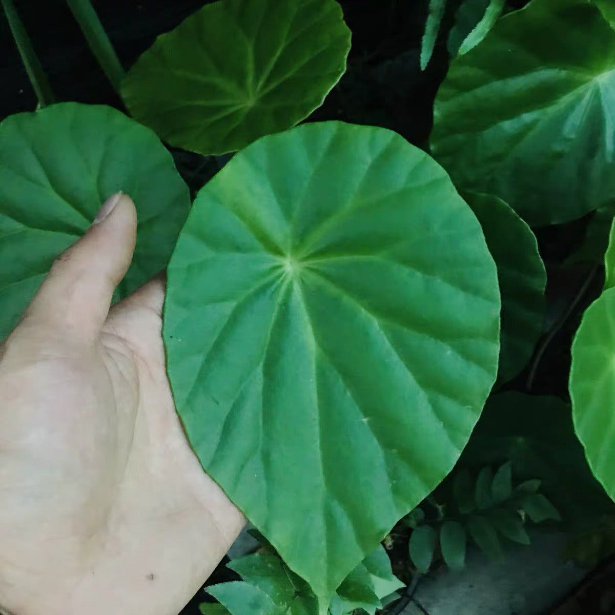 Begonia Cavaleriei