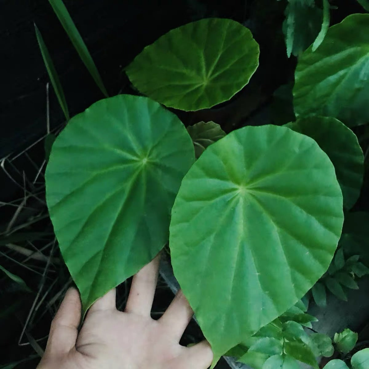 Begonia Cavaleriei