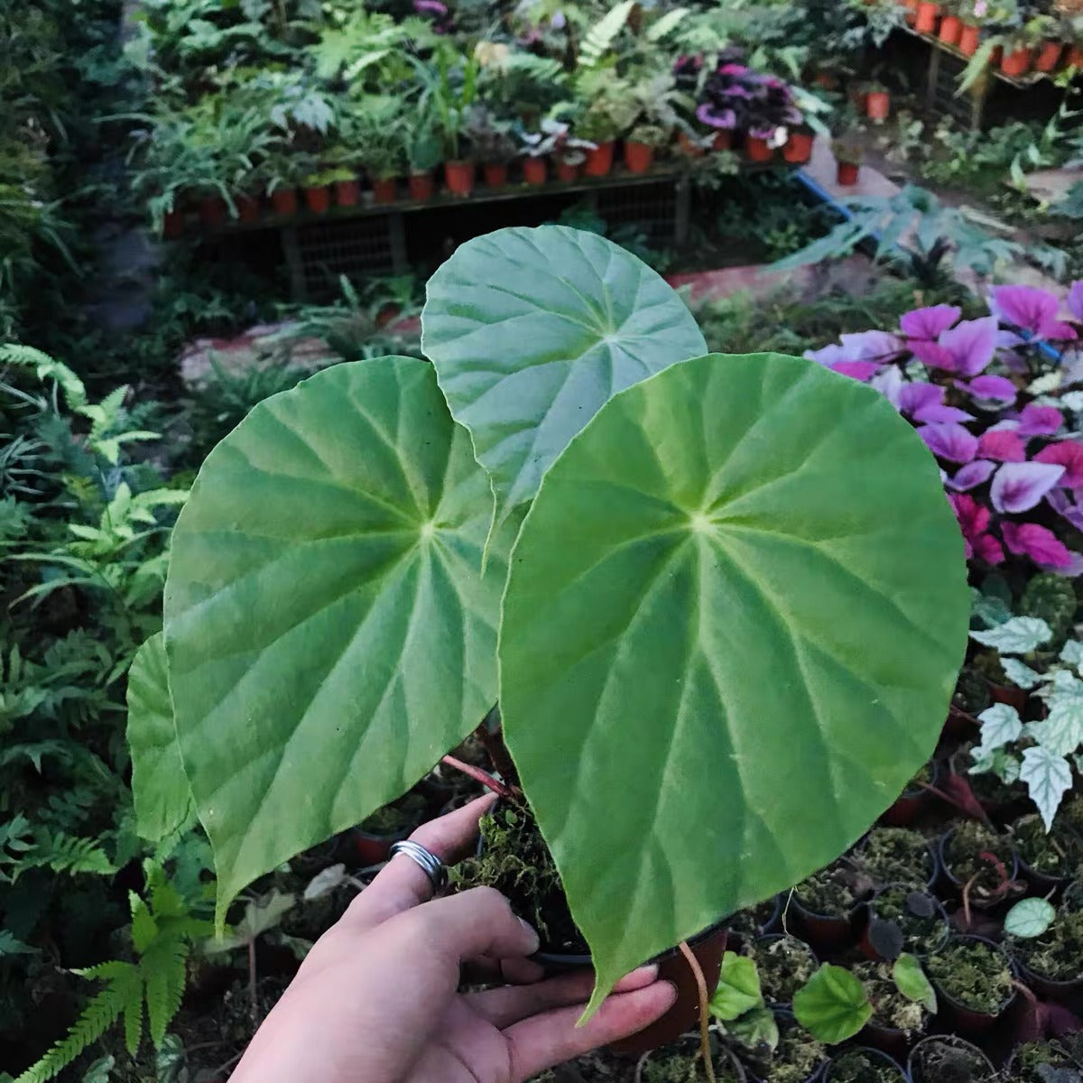 Begonia Cavaleriei