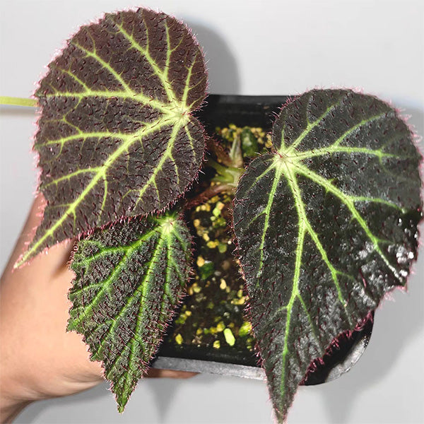 Begonia Chloroneura