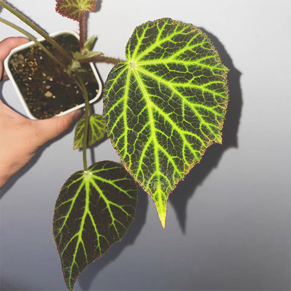 Begonia Chloroneura