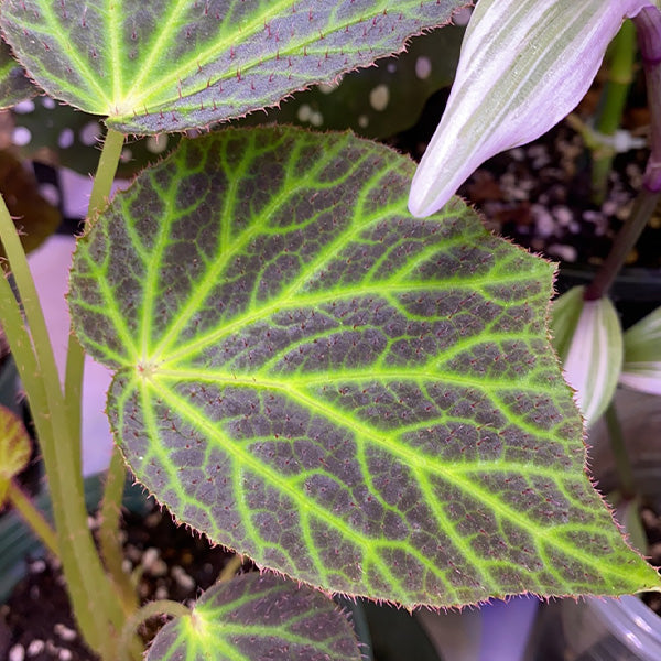 Begonia Chloroneura