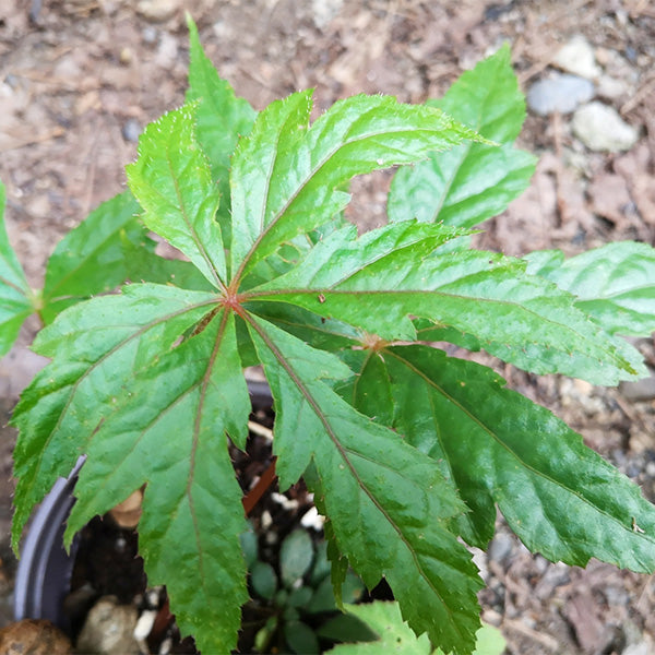 Begonia circumlobata Hance